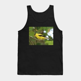 American Goldfinch Brightening Up The Woods Tank Top